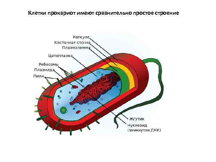 Клетки прокариот имеют сравнительно простое строение 