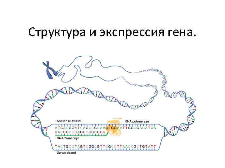 Структура и экспрессия гена. 