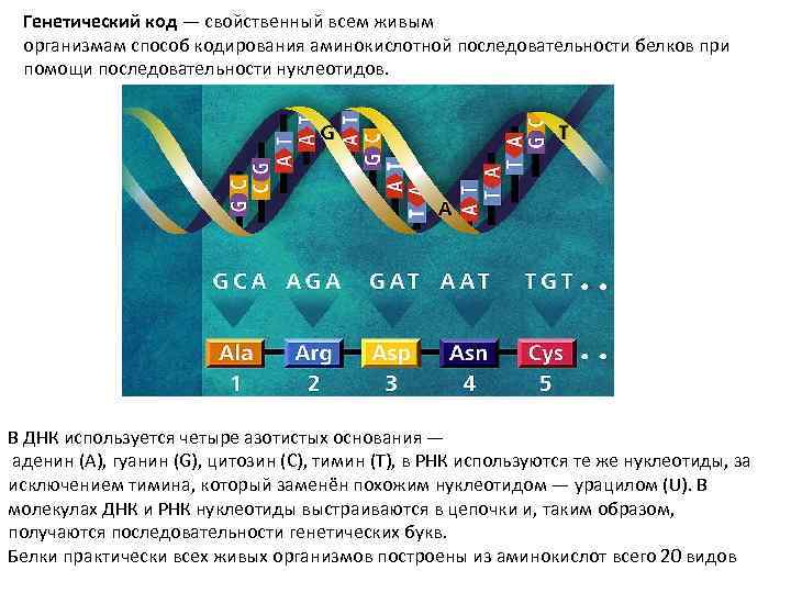 Генетический код — свойственный всем живым организмам способ кодирования аминокислотной последовательности белков при помощи