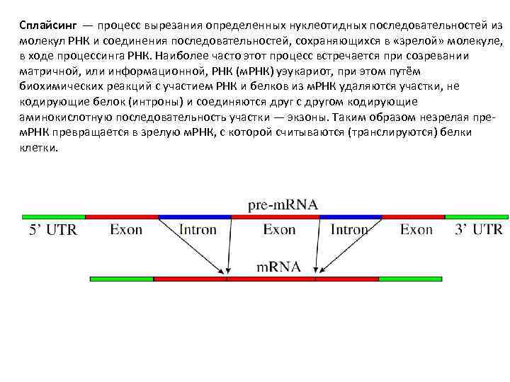Установите нуклеотидную последовательность участка и рнк. Сплайсинг это процесс. Сплайсинг последовательность. Процесс вырезания не информированных участков и РНК.