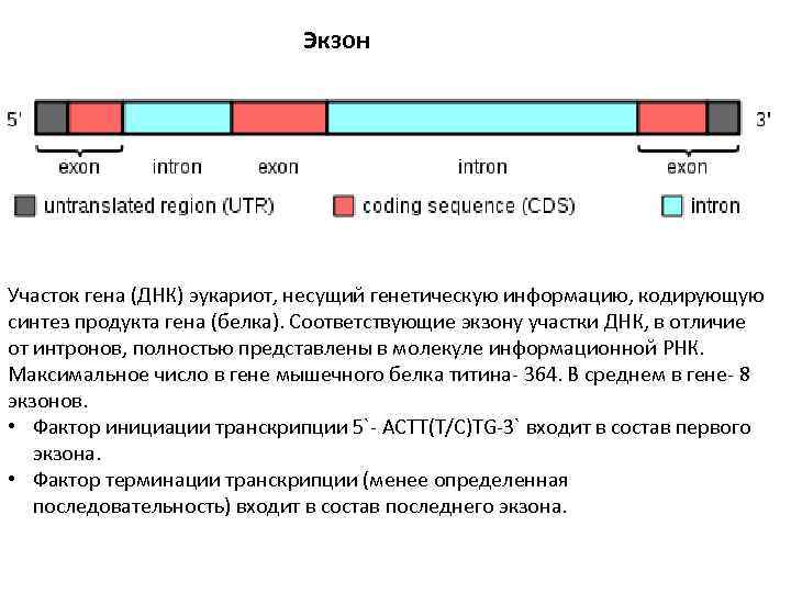 Интроны в генах эукариот