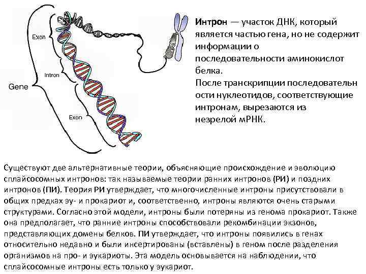 Интрон — участок ДНК, который является частью гена, но не содержит информации о последовательности