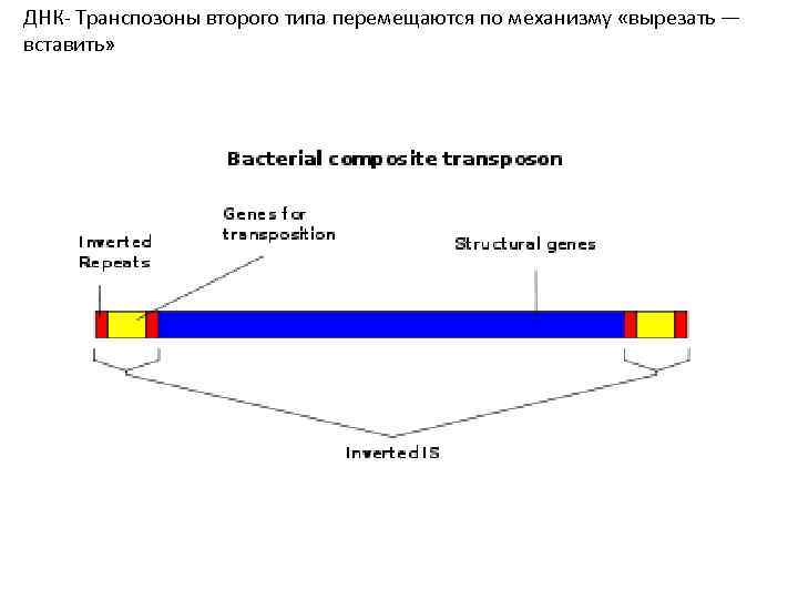 ДНК Транспозоны второго типа перемещаются по механизму «вырезать — вставить» 