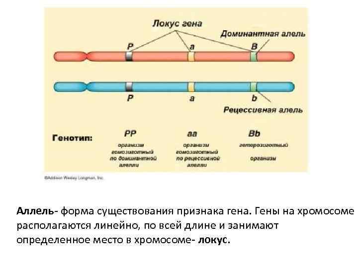 Аллель форма существования признака гена. Гены на хромосоме располагаются линейно, по всей длине и