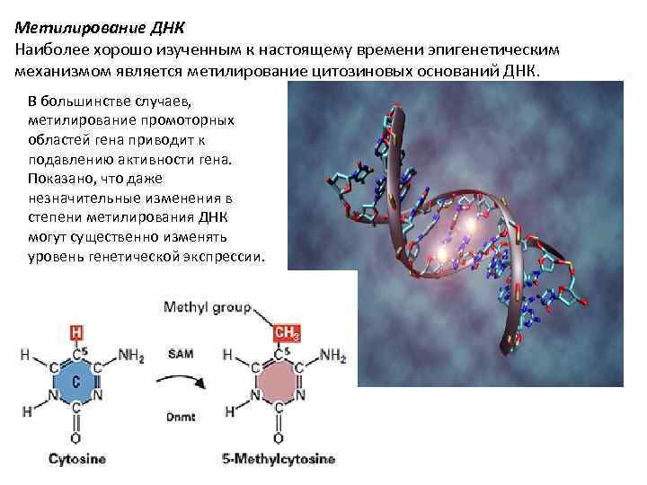 Цикл метилирования схема