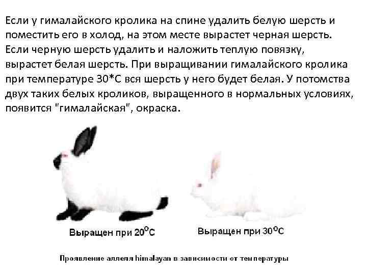 Изменение окраски шерсти кролика. Гималайский кролик модификационная изменчивость. Фенотипическая изменчивость кролика. Гималайская окраска кроликов. Гималайский окрас кролика.