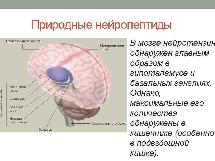  Природные нейропептиды В мозге нейротензин обнаружен главным образом в гипоталамусе и базальных ганглиях.