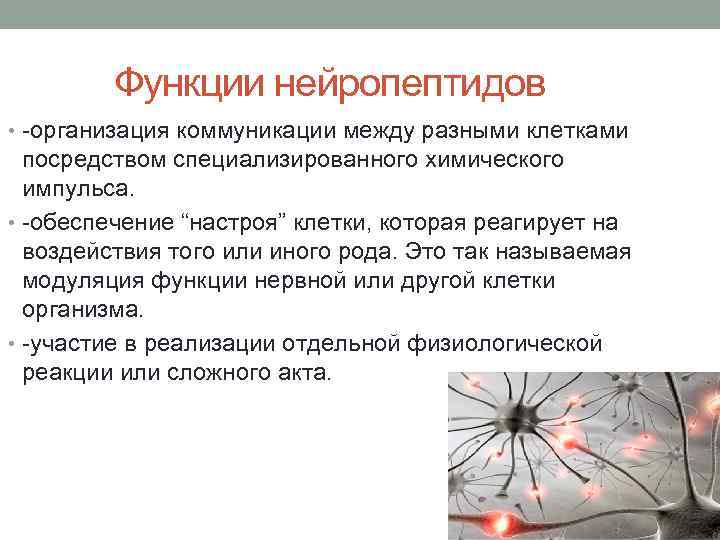  Функции нейропептидов • -организация коммуникации между разными клетками посредством специализированного химического импульса. •