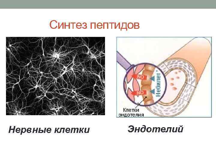  Синтез пептидов Нервные клетки Эндотелий 