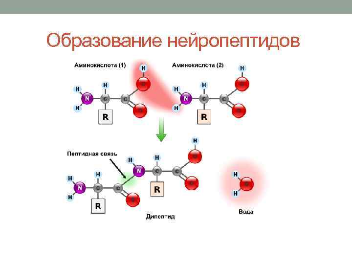 Выберите изображение пептидной связи