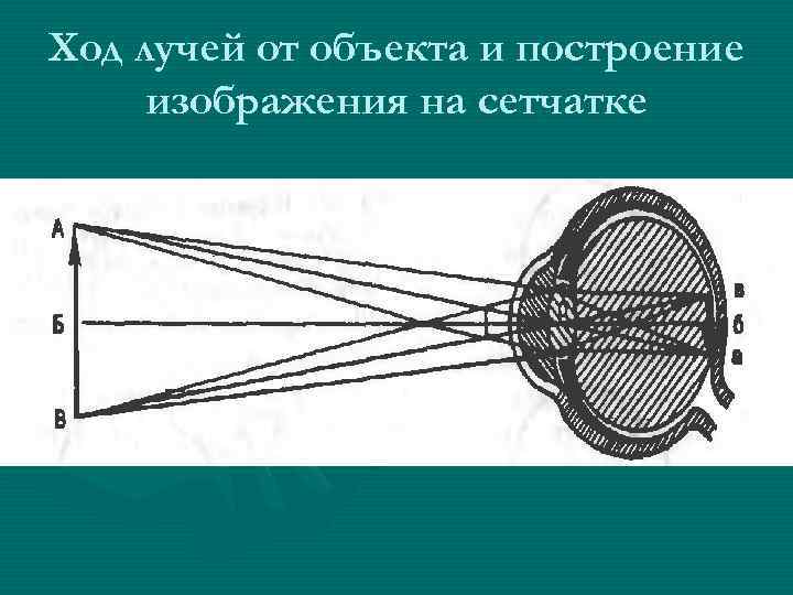 Ход лучей от объекта и построение изображения на сетчатке 