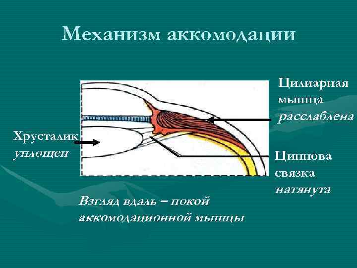 Механизм аккомодации Цилиарная мышца расслаблена Хрусталик уплощен Циннова связка Взгляд вдаль – покой аккомодационной