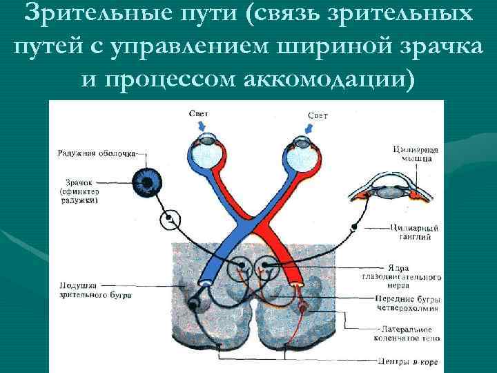 Зрительные пути (связь зрительных путей с управлением шириной зрачка и процессом аккомодации) 