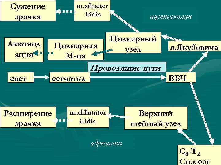 m. sfincter iridis Сужение зрачка Аккомод ация Цилиарная М-ца ацетилхолин Цилиарный узел я. Якубовича