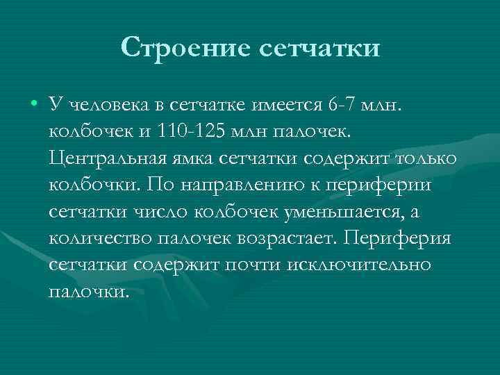 Строение сетчатки • У человека в сетчатке имеется 6 -7 млн. колбочек и 110