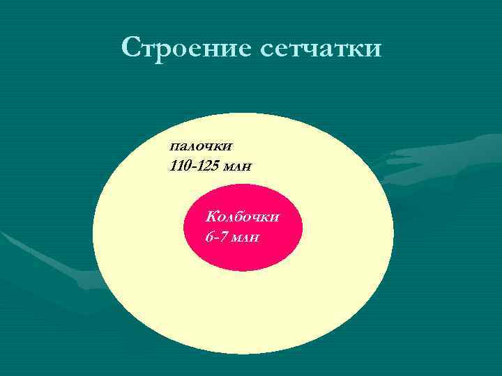 Строение сетчатки палочки 110 -125 млн Колбочки 6 -7 млн 