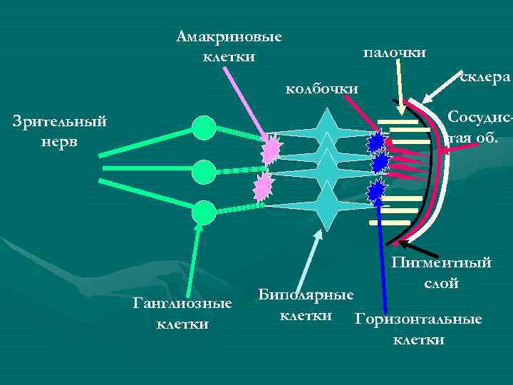 Амакриновые клетки палочки колбочки склера Сосудистая об. Зрительный нерв Пигментный слой Ганглиозные клетки Биполярные
