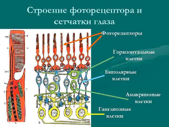 Строение фоторецептора и сетчатки глаза Фоторецепторы Горизонтальные клетки Биполярные клетки Амакриновые клетки Ганглиозные клетки
