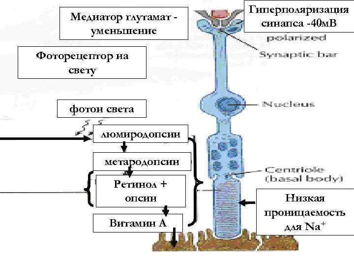 Медиатор глутамат уменьшение Гиперполяризация синапса -40 м. В Фоторецептор на свету фотон света люмиродопсин