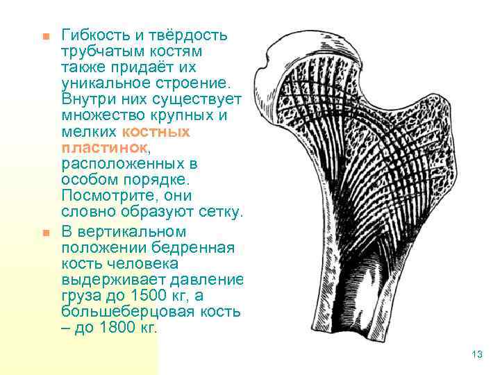 n n Гибкость и твёрдость трубчатым костям также придаёт их уникальное строение. Внутри них