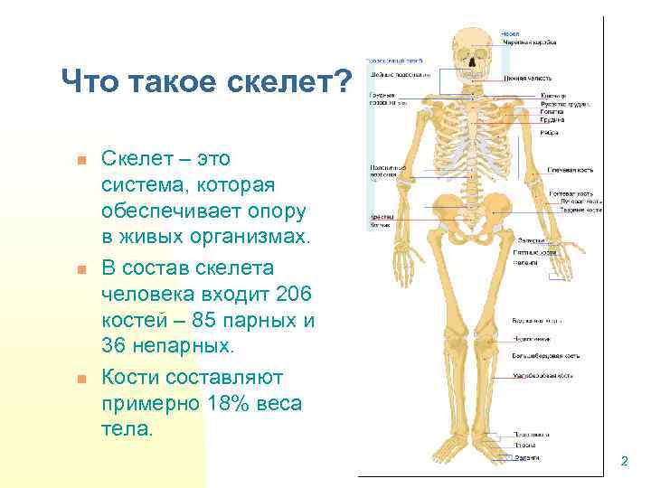 Что такое скелет? n n n Скелет – это система, которая обеспечивает опору в