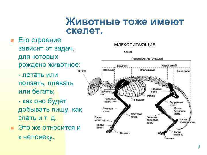 Животные тоже имеют скелет. n n Его строение зависит от задач, для которых рождено