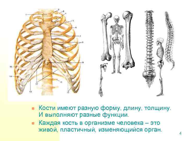 n n Кости имеют разную форму, длину, толщину. И выполняют разные функции. Каждая кость