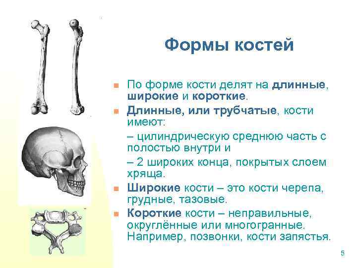 Формы костей n n По форме кости делят на длинные, широкие и короткие. Длинные,