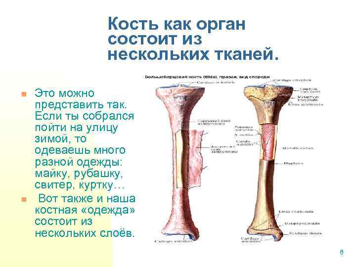 Кость как орган состоит из нескольких тканей. n n Это можно представить так. Если