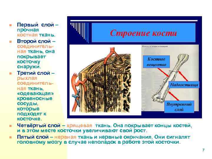 n n n Первый слой – прочная костная ткань. Второй слой – соединительная ткань,