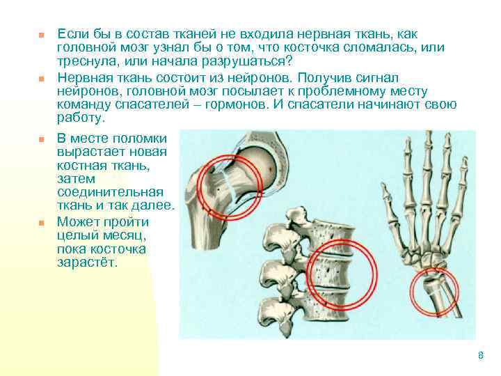 n n Если бы в состав тканей не входила нервная ткань, как головной мозг