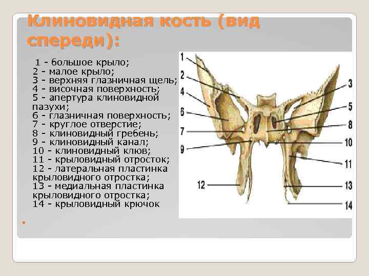 Крыловидные отростки клиновидной кости латынь. Медиальная пластинка клиновидной кости. Клиновидная кость крыловидный отросток. Клиновидная кость верхняя глазничная щель. Клиновидный клюв клиновидной кости.