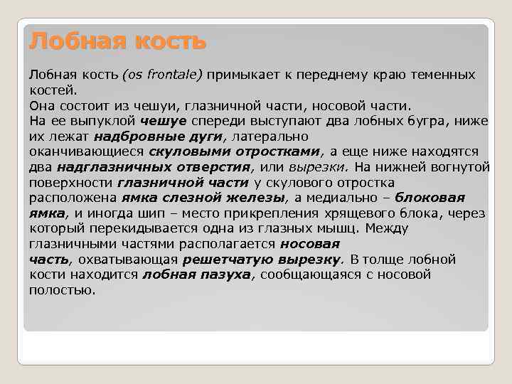 Лобная кость (os frontale) примыкает к переднему краю теменных костей. Она состоит из чешуи,