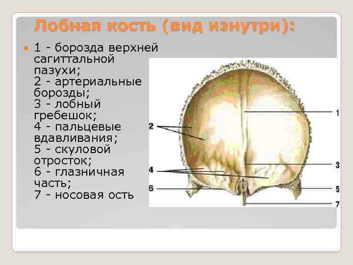 Усиление рисунка сосудистых борозд черепа - 84 фото