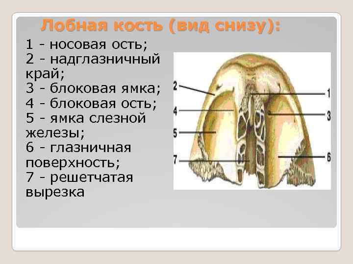 Лобная кость (вид снизу): 1 - носовая ость; 2 - надглазничный край; 3 -