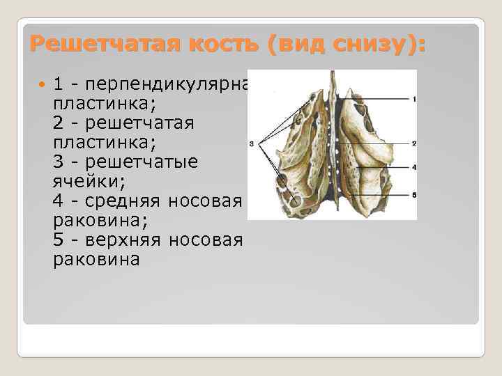 Решетчатая кость