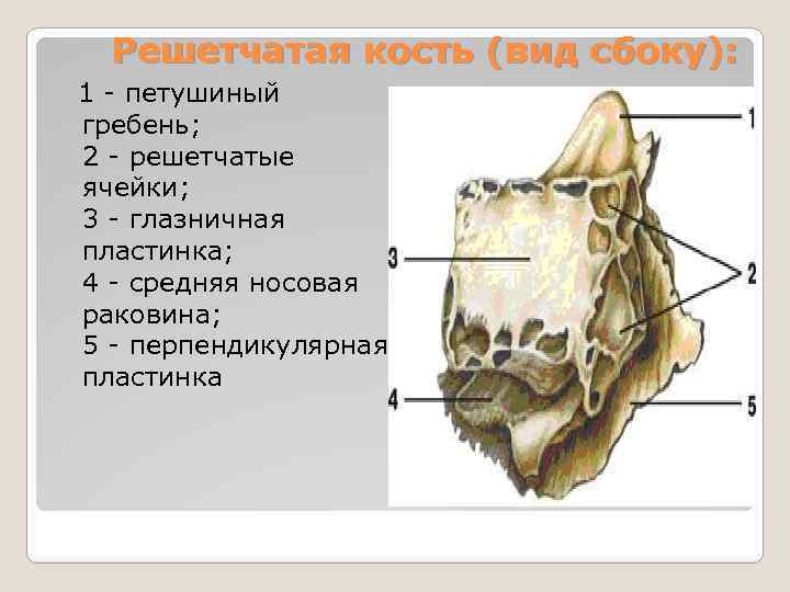 Продырявленная пластинка решетчатой кости. Решетчатая кость черепа анатомия человека. Решетчатая кость глазничная пластинка. Петушиный гребень решетчатая кость. Решетчатая кость решетчатая ячейка.