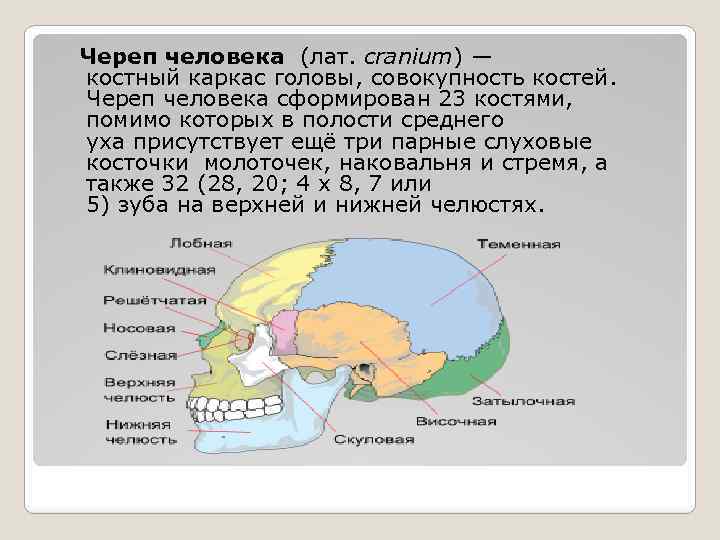  Череп человека (лат. cranium) — костный каркас головы, совокупность костей. Череп человека сформирован