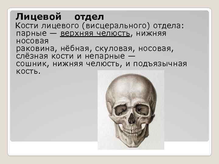 Парными костями являются. Нижняя носовая раковина в черепе. Скелет черепа нижняя носовая раковина. Кости лицевого отдела черепа верхняя челюсть. Небная кость скуловая кость слезная кость.