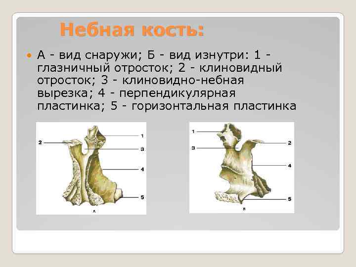 Небная кость: А - вид снаружи; Б - вид изнутри: 1 - глазничный отросток;