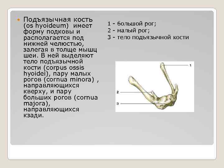 Подъязычная кость