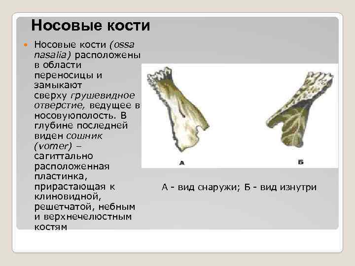 Носовая кость. Носовые кости. Строение носовой кости. Носовые кости анатомия.