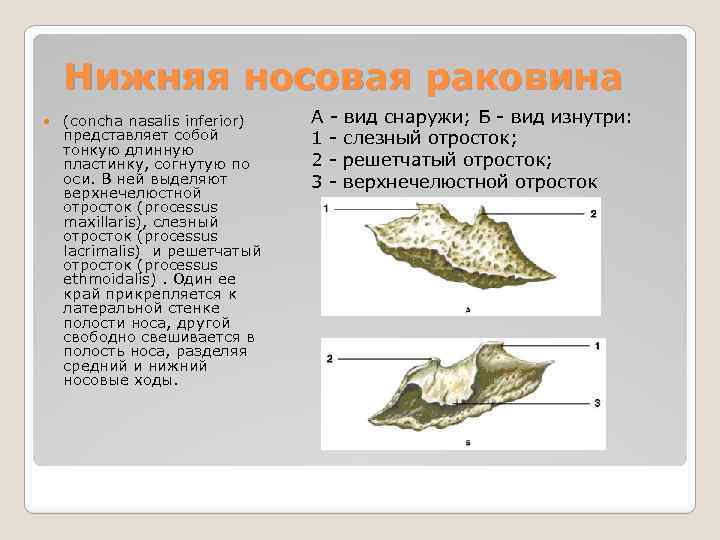 Нижне носовой. Нижняя носовая раковина (Concha Nasalis inferior. Нижняя носовая раковина анатомия строение. Нижняя носовая раковина кость строение. Раковина решетчатая кость Concha Nasalis.