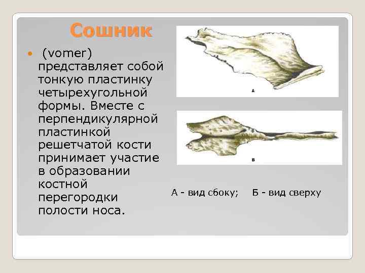 Сошник (vomer) представляет собой тонкую пластинку четырехугольной формы. Вместе с перпендикулярной пластинкой решетчатой кости