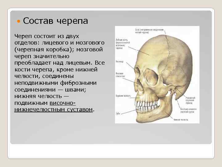 Состав мозгового черепа входит