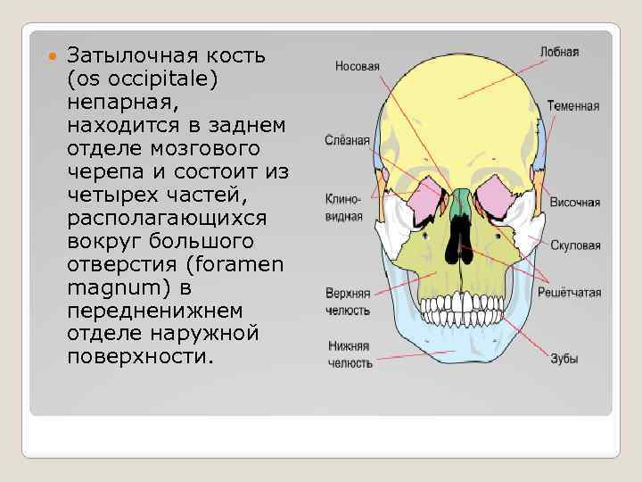 Непарные кости. Непарные кости мозгового черепа. Непарные кости мозгового отдела черепа. Мозговой отдел черепа затылочная кость. Непарная затылочная кость.