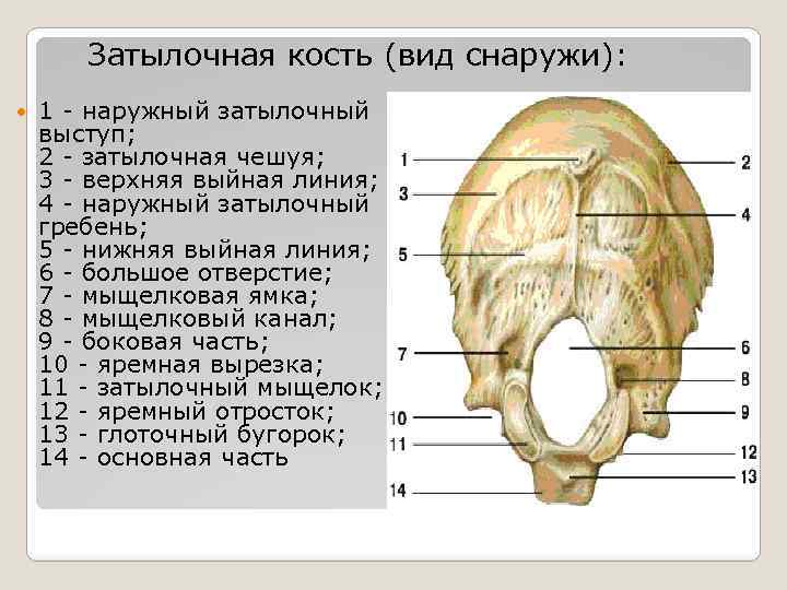 Мыщелки черепа. Глоточный бугорок затылочной кости. Анатомические образования (части) затылочной кости. Нижняя выйная линия затылочной кости. Затылочная кость черепа анатомия.