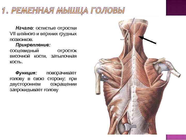 Начало: остистые отростки VII шейного и верхних грудных позвонков. Прикрепление: сосцевидный отросток височной кости,