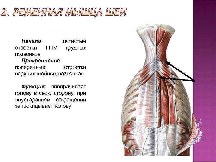 Ременная мышца головы триггерные точки