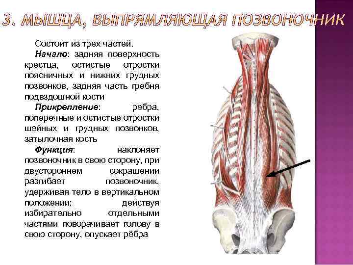 Состоит из трех частей. Начало: задняя поверхность крестца, остистые отростки поясничных и нижних грудных